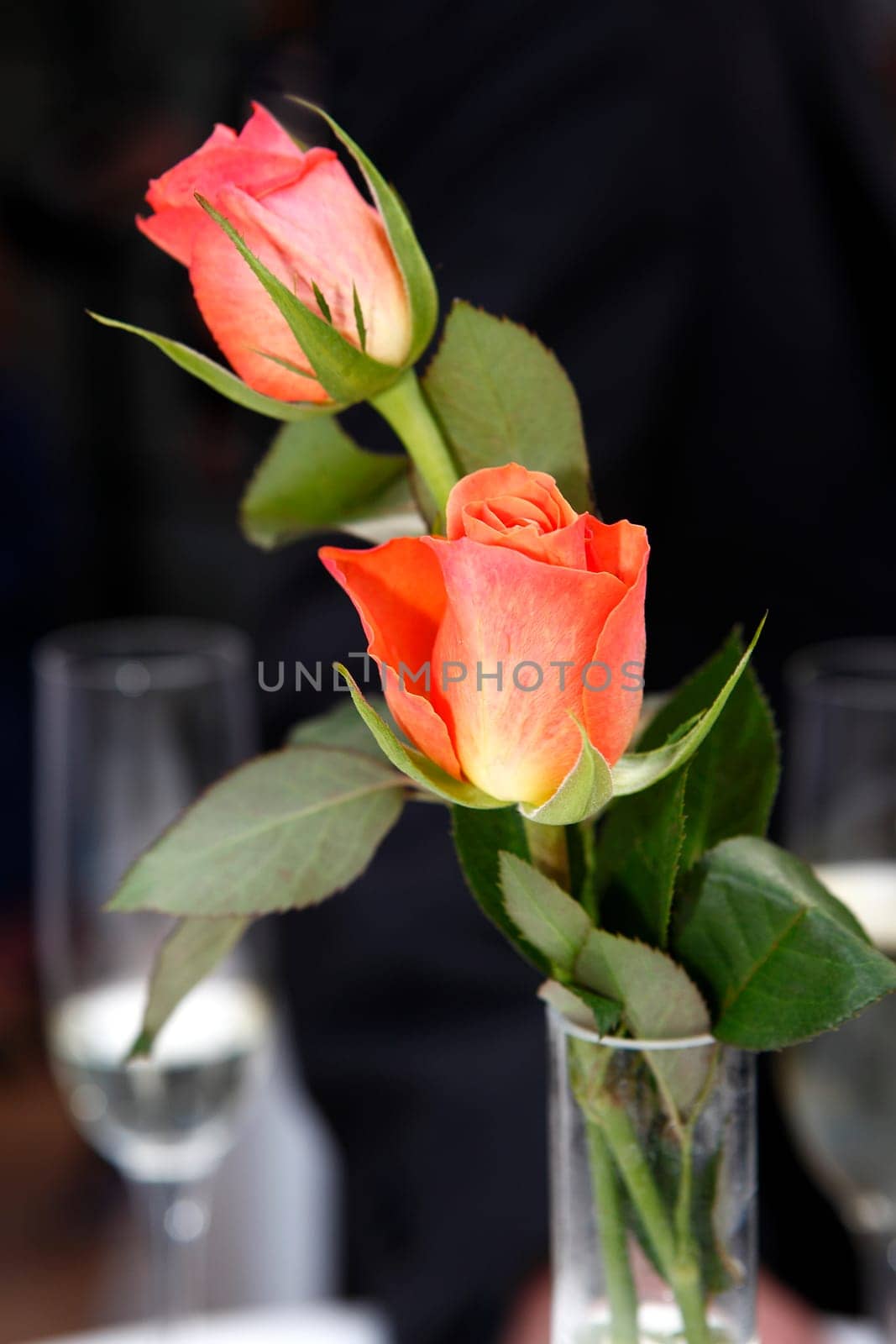 Roses