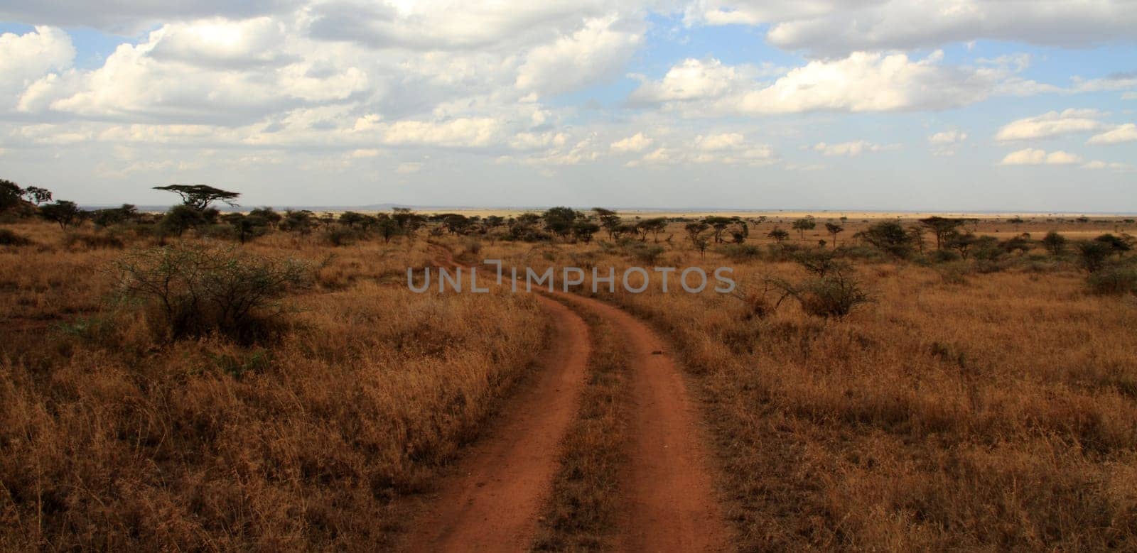 A dirt road path cuts through the Serengeti, Tanzania