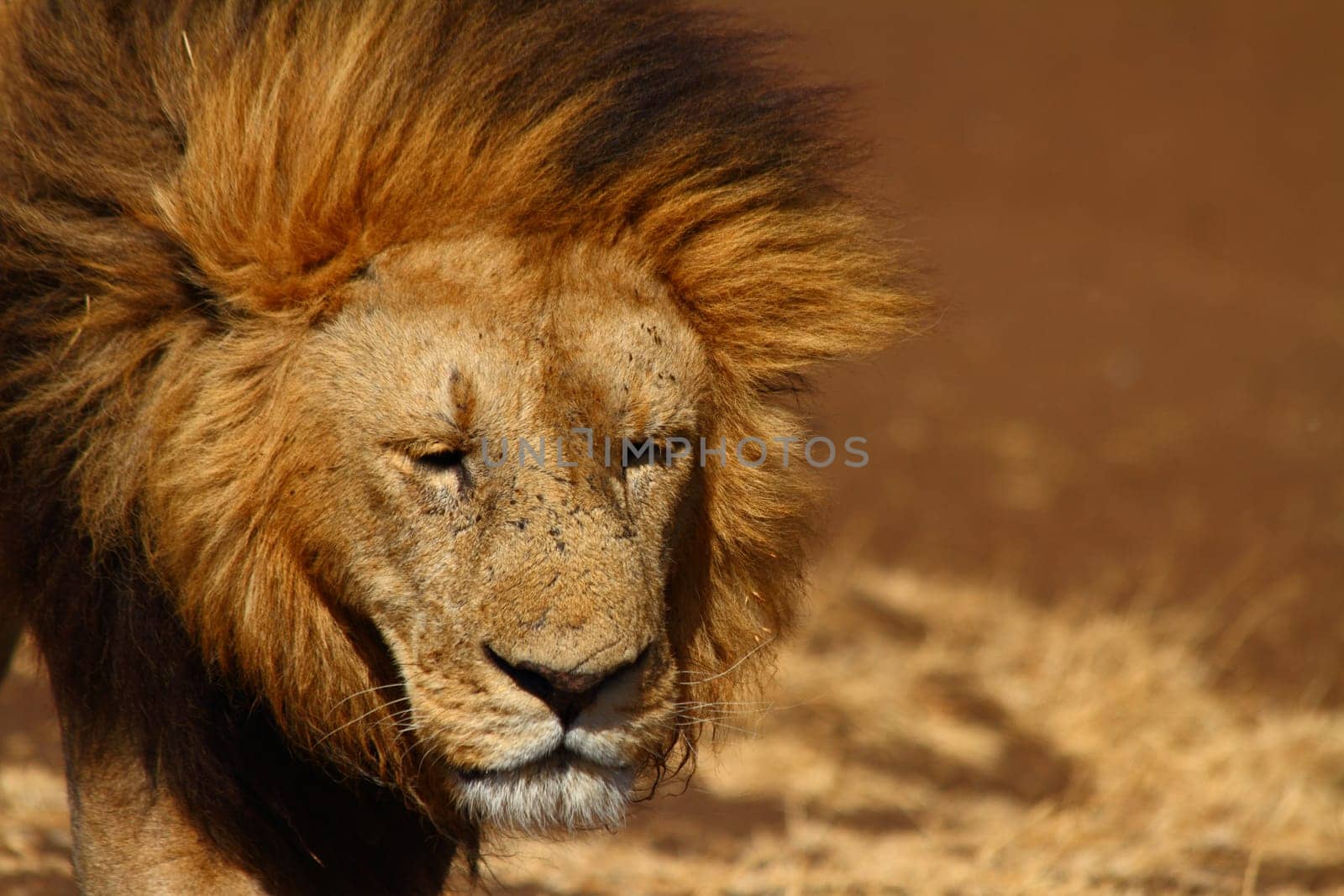 A sad expressioned male lion looks toward the camera