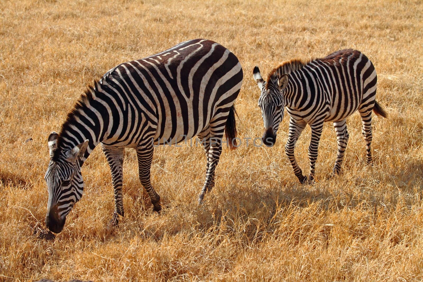 Zebra foal and mother in the Ngorongoro crater