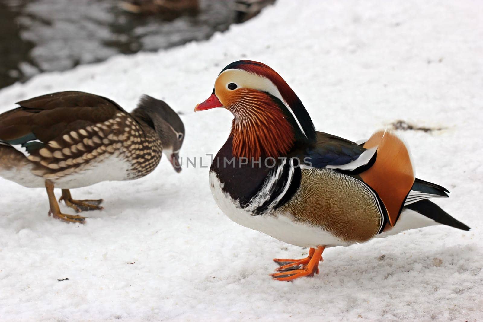 Couple of mandarin ducks in the snow
