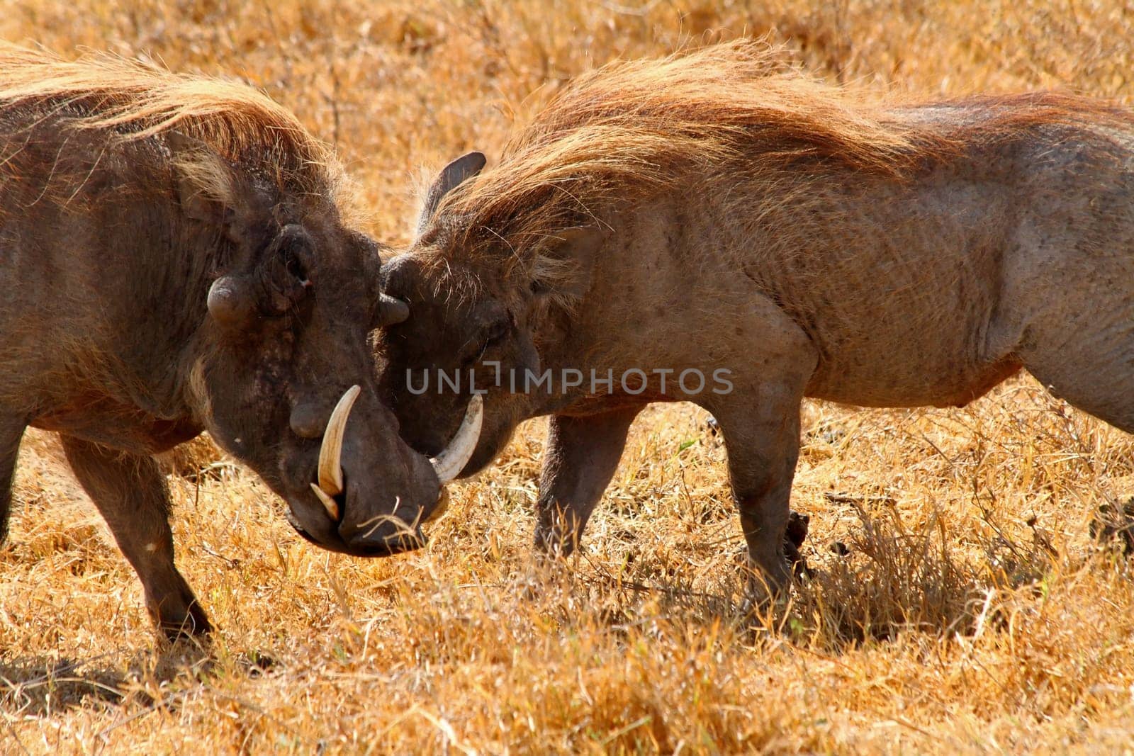 Two warthogs greeting each other on the savannah