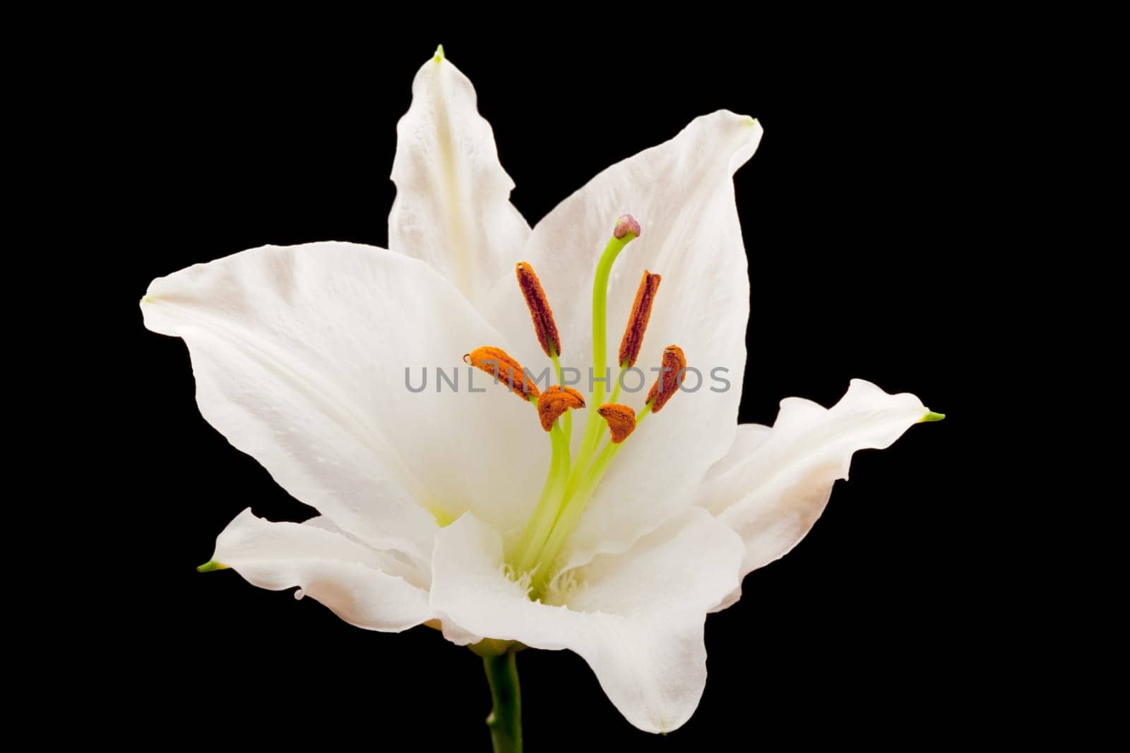 Lily close-up,flower against black background