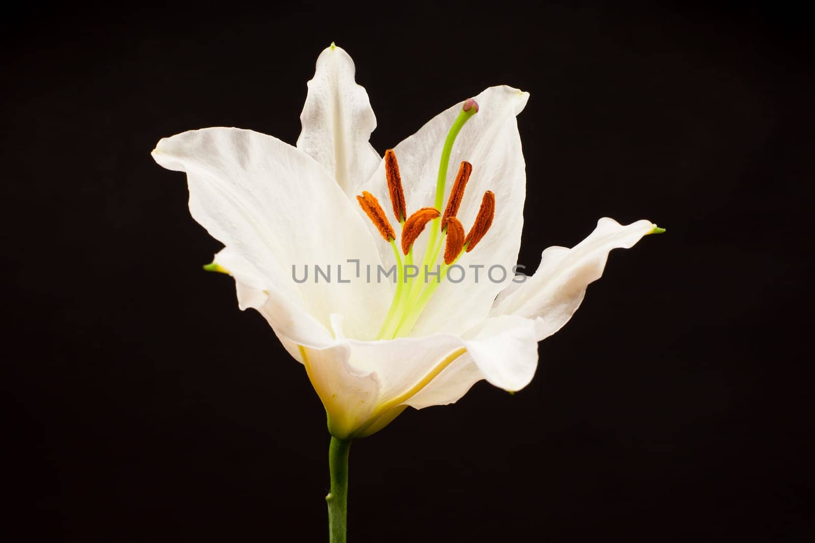 Lily close-up,flower against black background