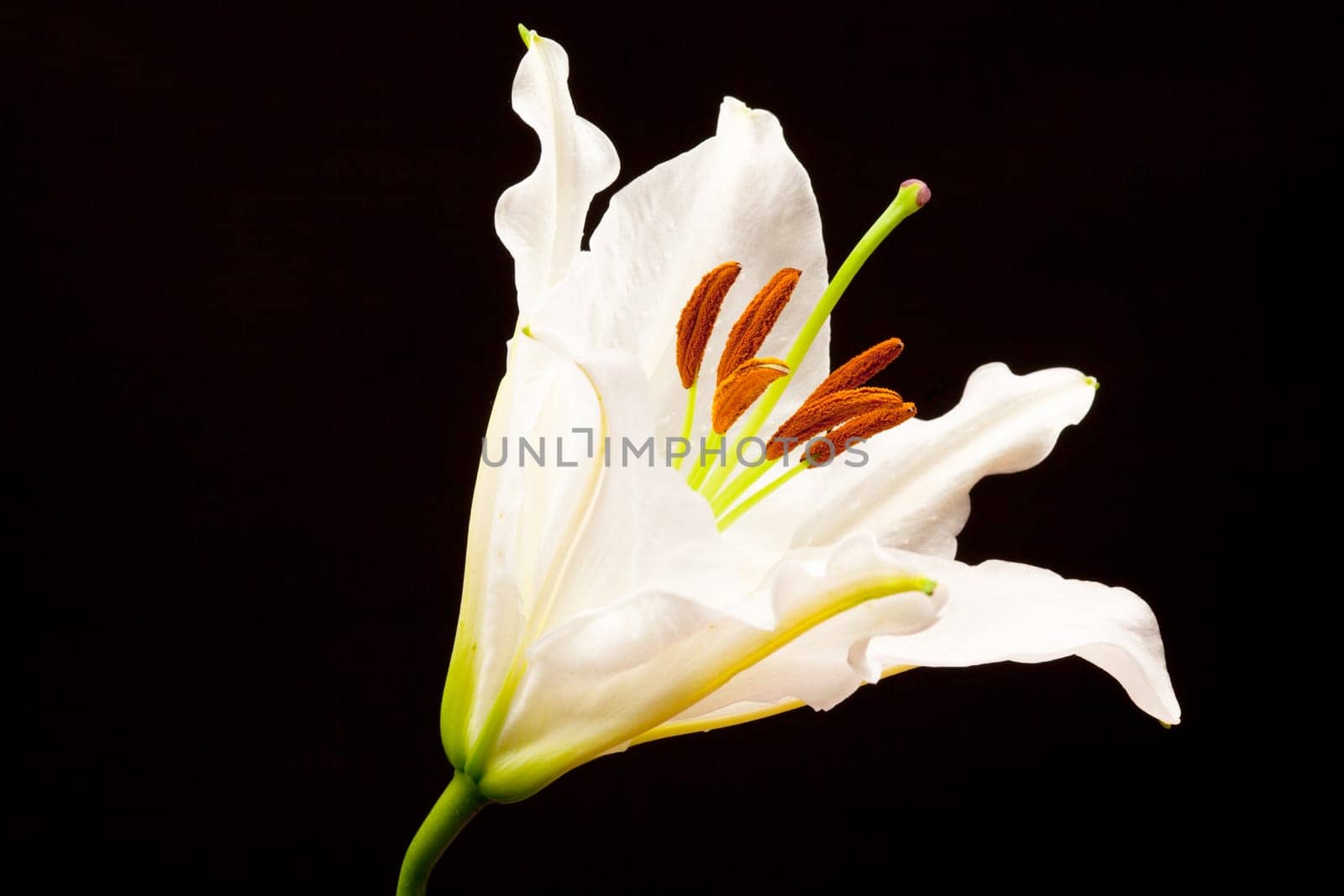 Lily close-up,flower against black background