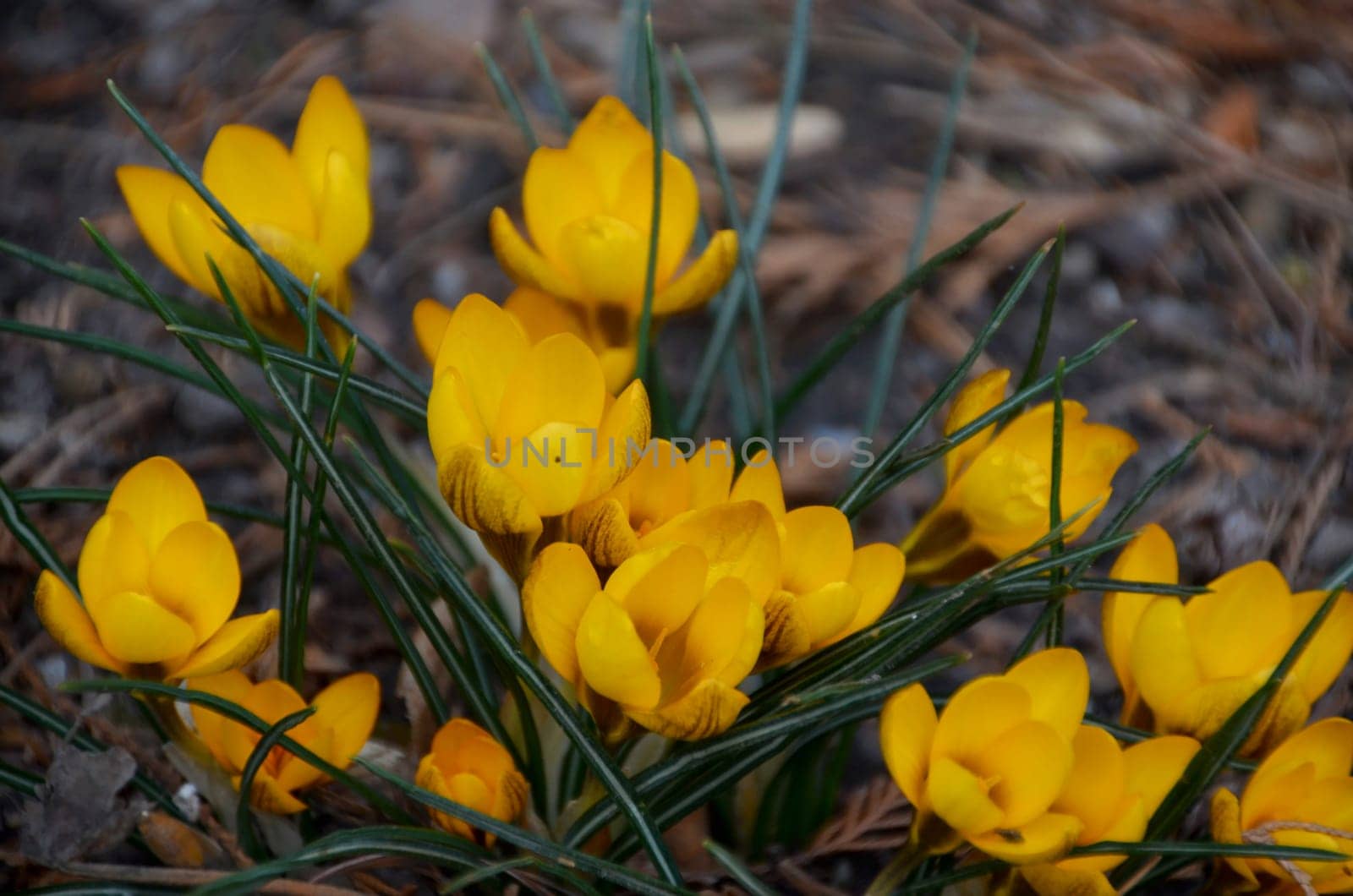 crocuses