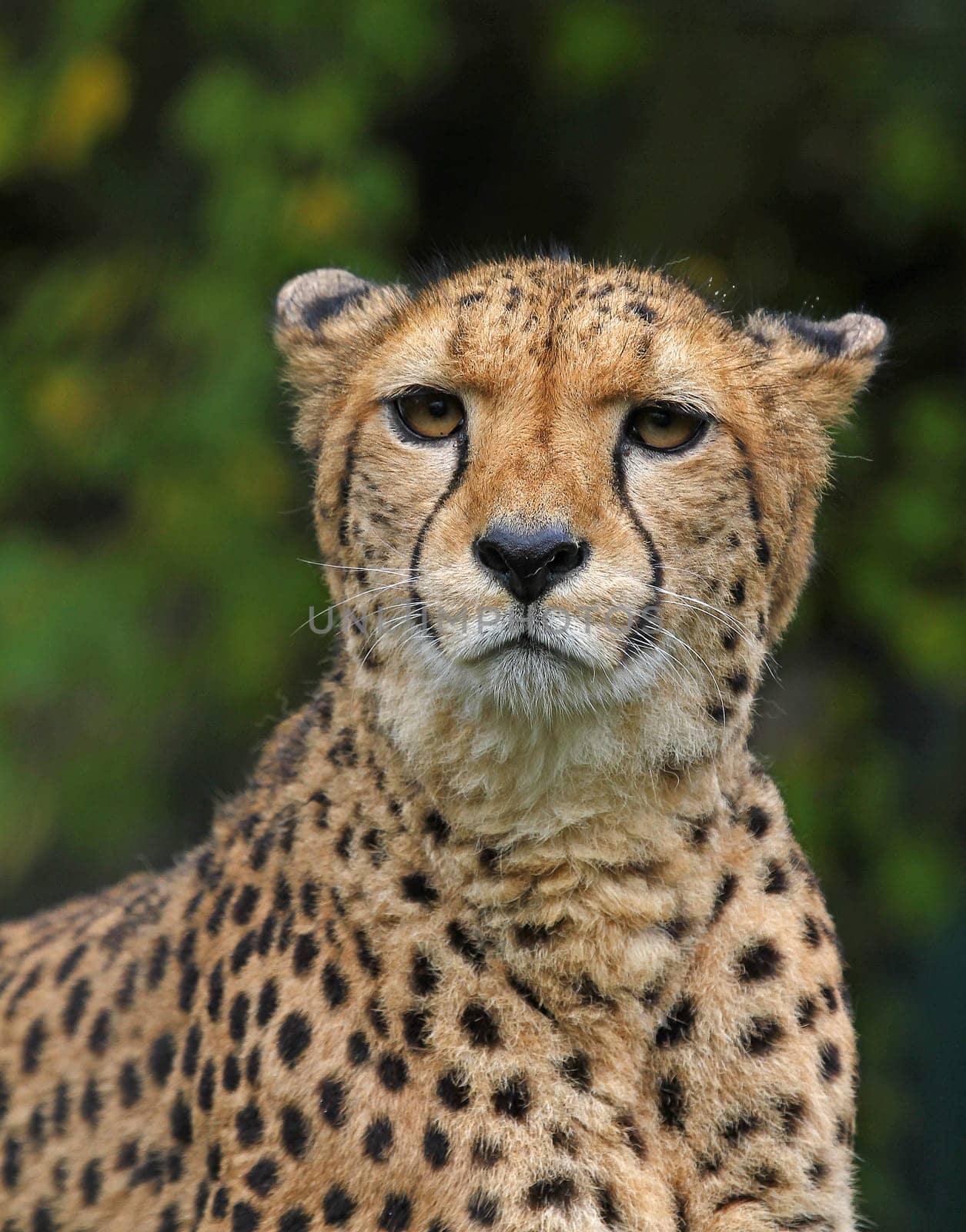 Cheetah