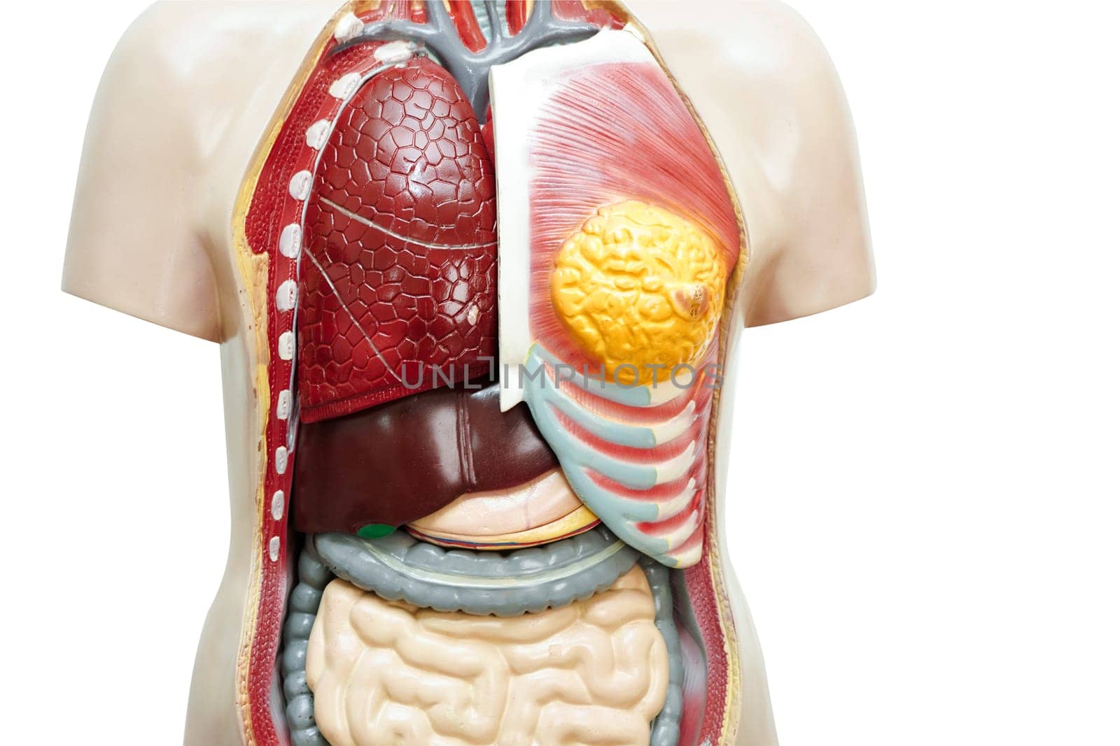 Human body anatomy organ model for study education medical course isolated on white background with clipping path. by sweettomato