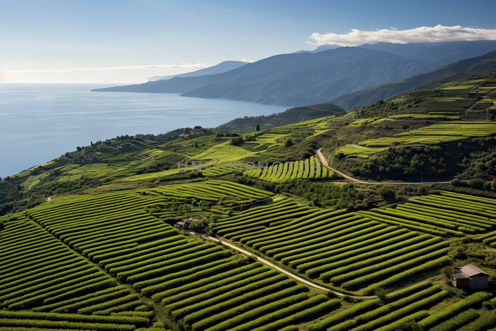 a beautiful view of the ocean and mountains from a hill top with rows of green tea plants growing on it
