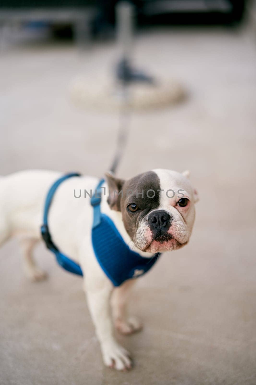 French bulldog puppy tied with a blue harness with a belt to a post by Nadtochiy