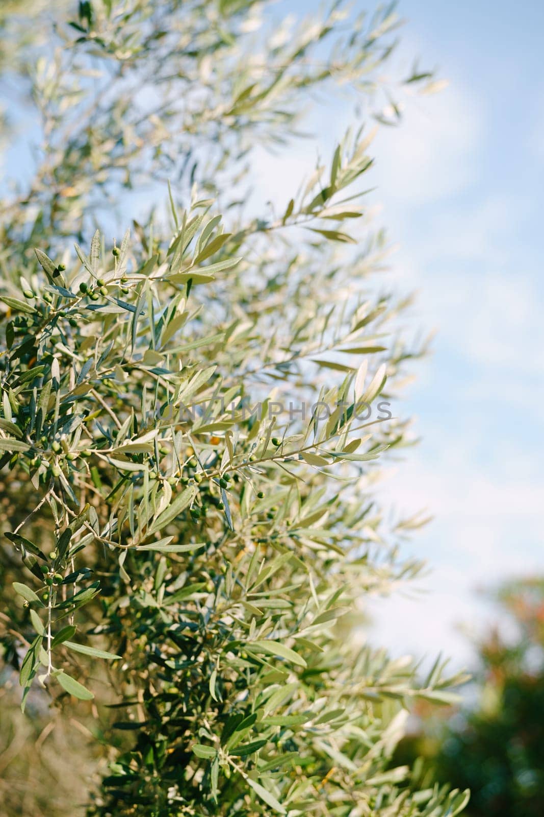 Green olives on tree branches against a blue sky. High quality photo