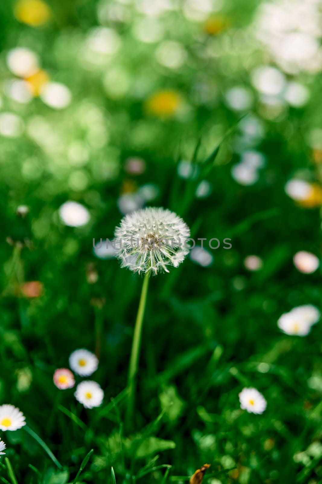 Fluffy dandelion grows in a green meadow among white daisies by Nadtochiy