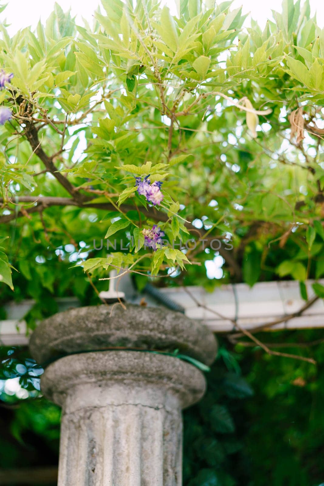 Blooming lilac wisteria weaves along the pergola beams in the garden. High quality photo