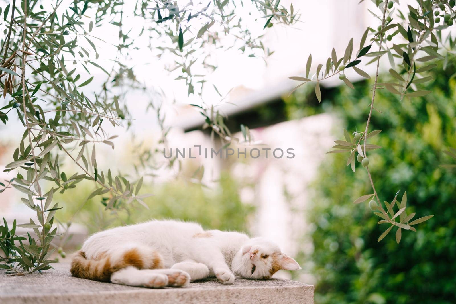 White-red cat is resting on a stone pillar under green olive branches. High quality photo
