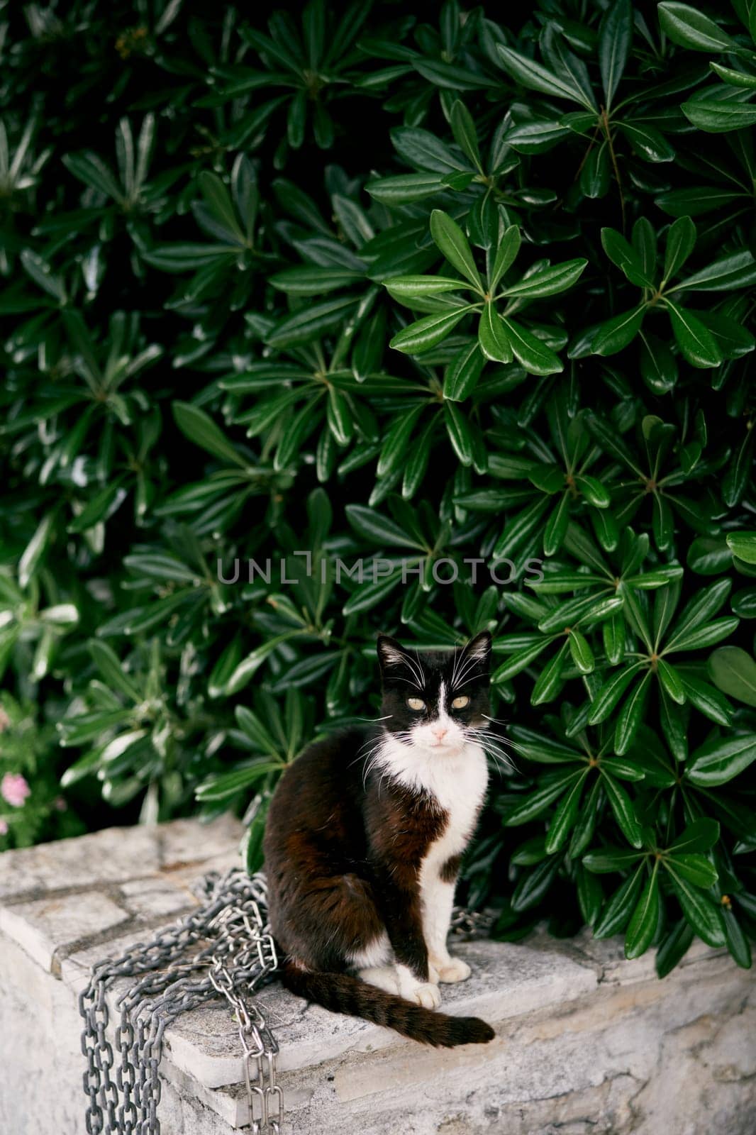 Black and white cat sits on a stone fence near a large green bush by Nadtochiy