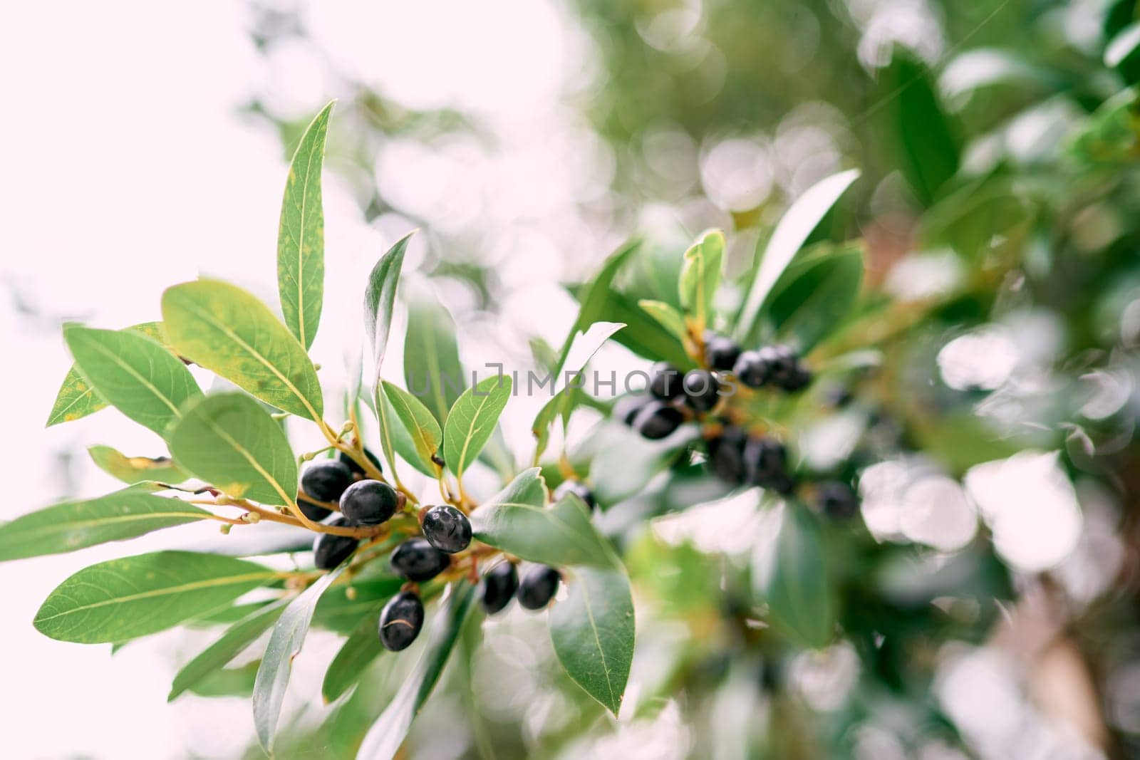 Black olives among green foliage on tree branches. High quality photo