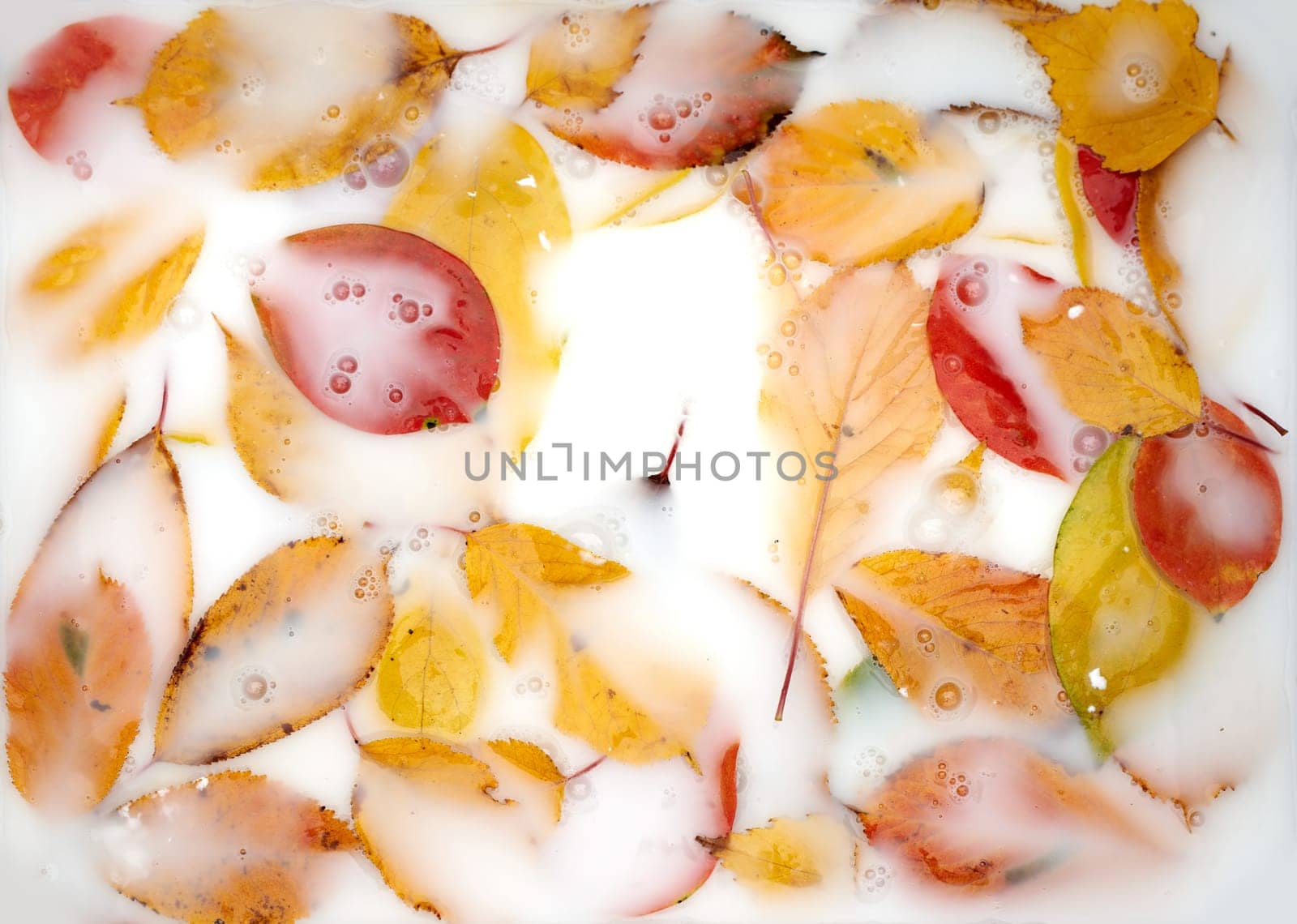 Fallen yellow and red leaves lie in white milk with bubbles. High quality photo