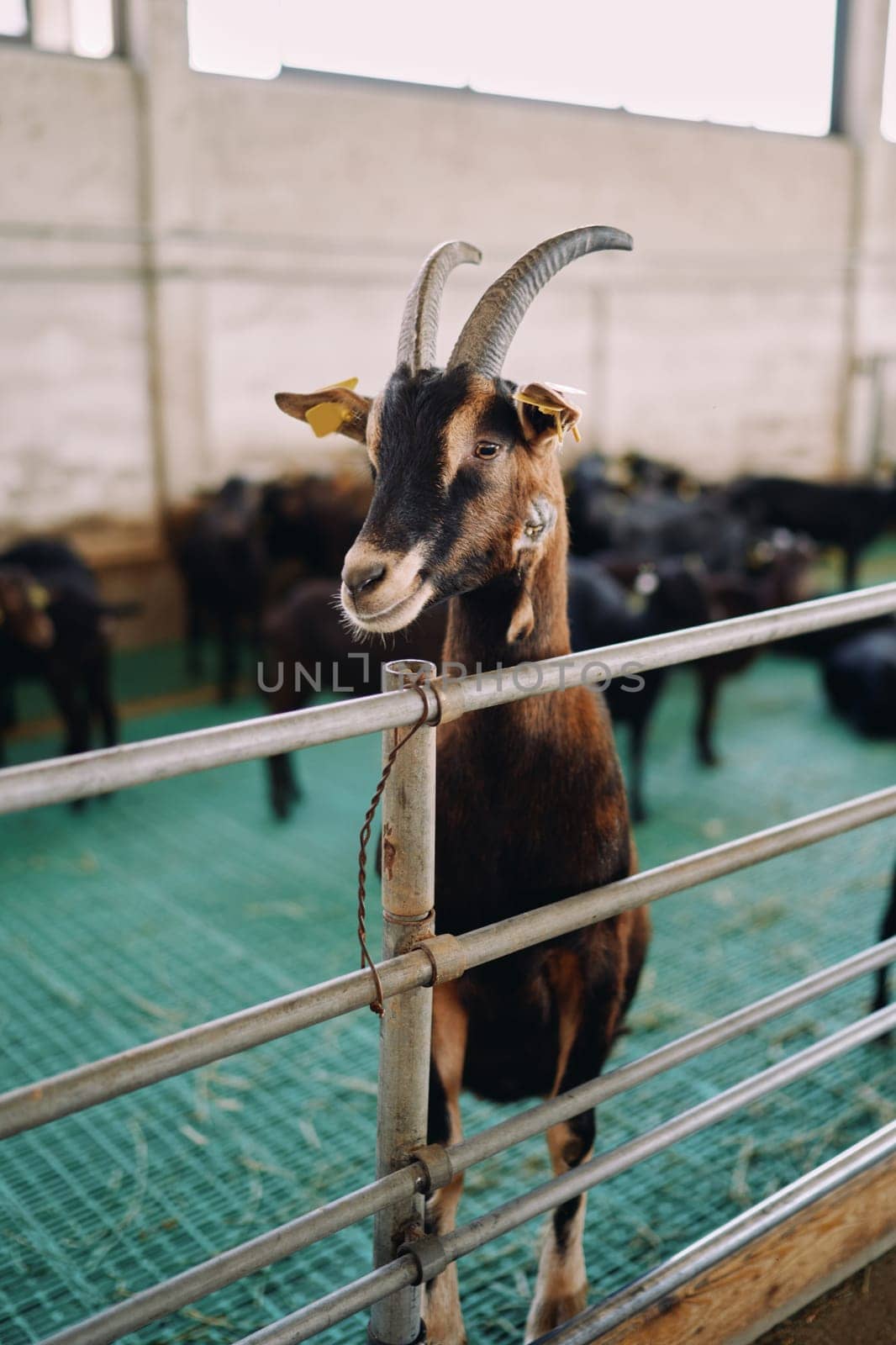 Horned goat stands on its hind legs peeking out from behind a fence in a farm by Nadtochiy