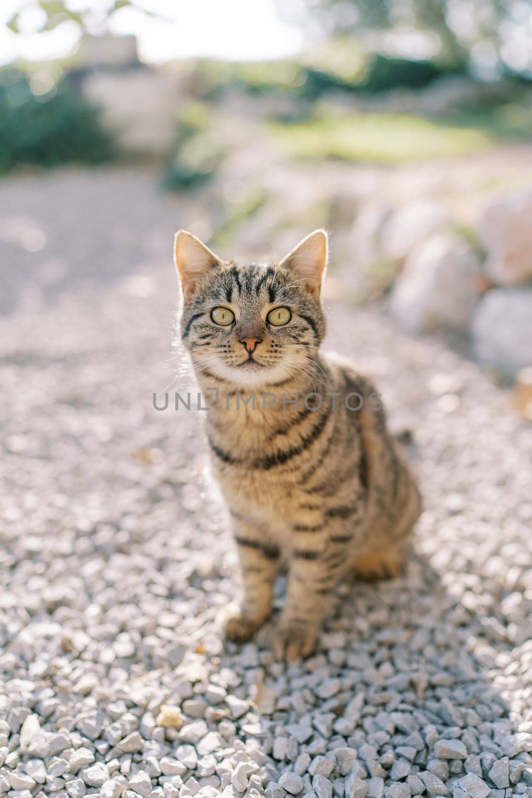 Striped cat sits on pebbles in the park and looks up. High quality photo