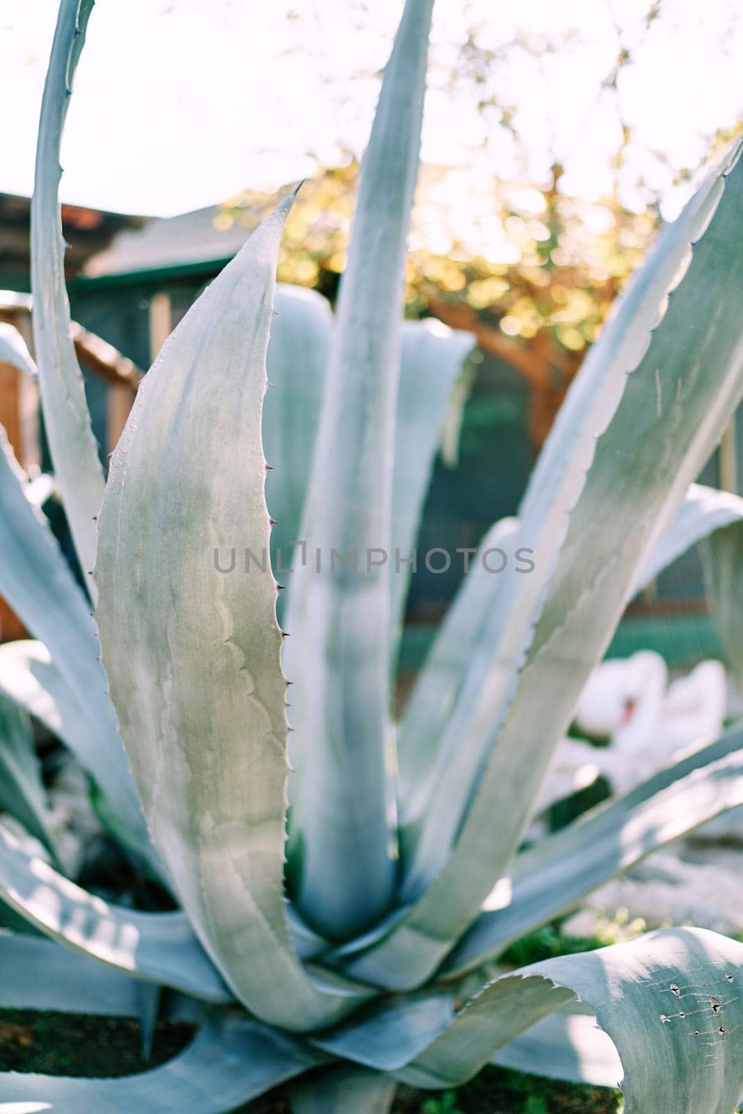 Large green agave bush grows in a sunny garden. High quality photo