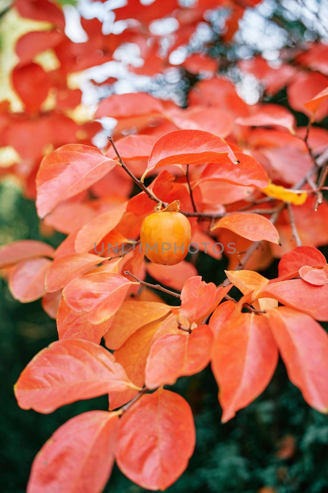 Orange persimmon hanging on a tree branch among red leaves. High quality photo