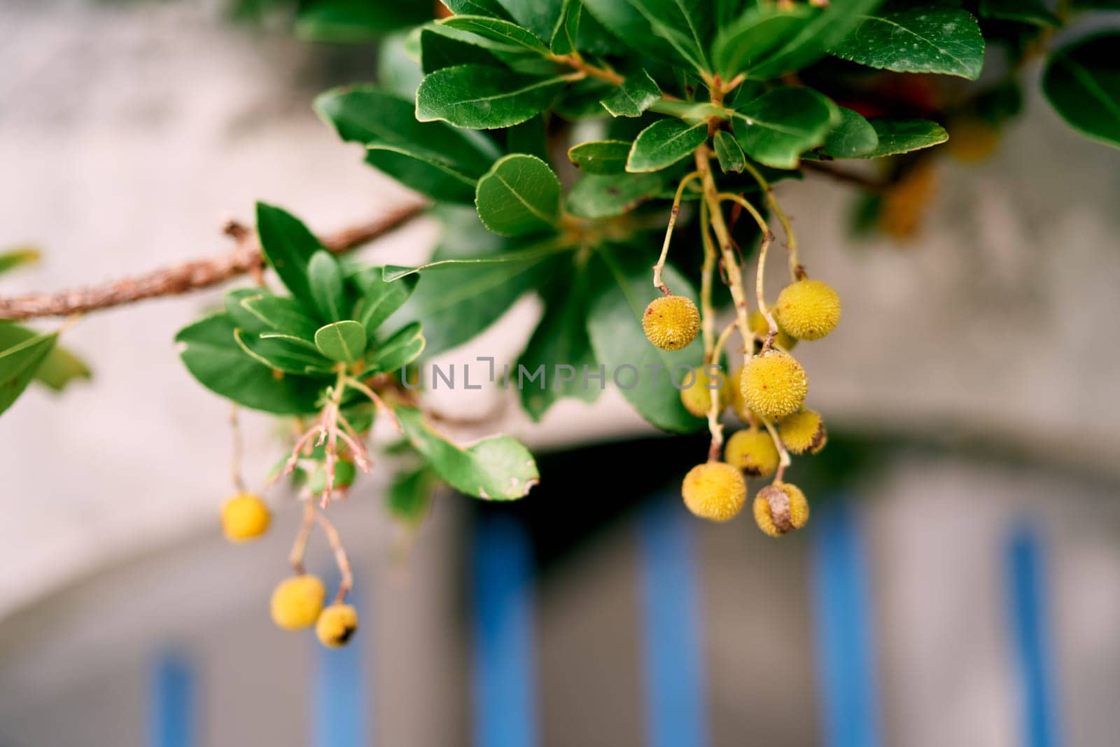 Yellow fruits on a strawberry tree among green foliage. High quality photo