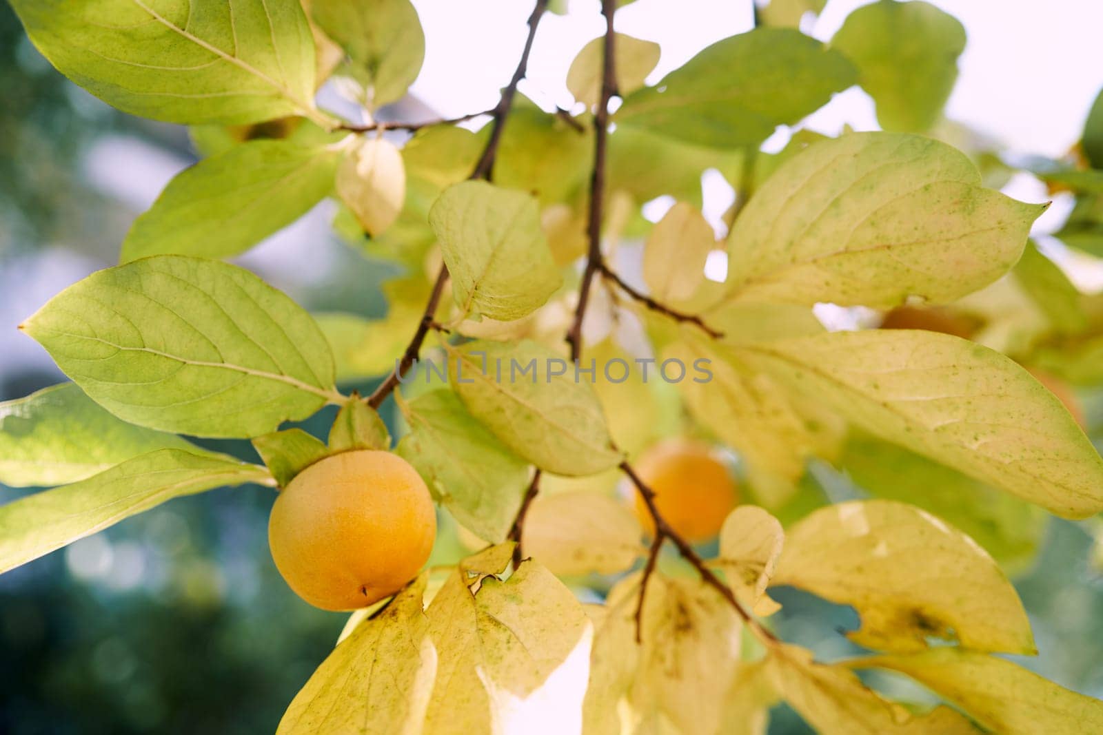 Yellow tree branches in the garden with yellow persimmon fruits. High quality photo