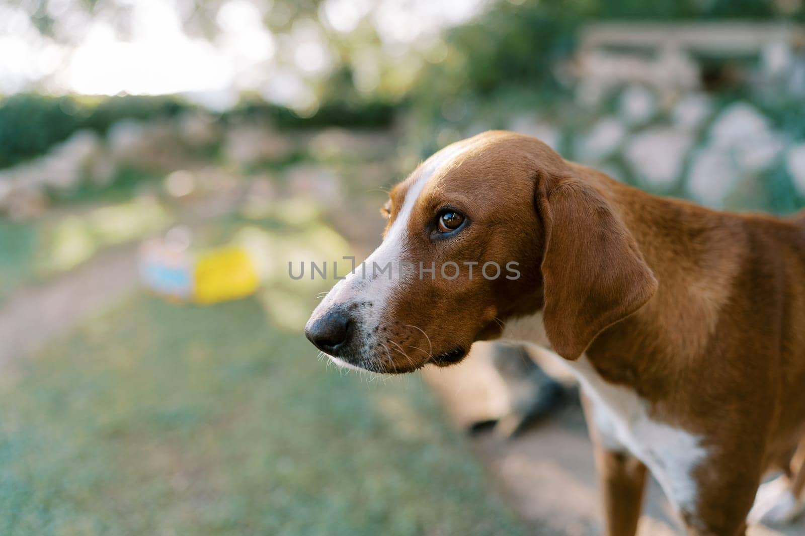 Brown dog is standing in the park. Portrait. High quality photo