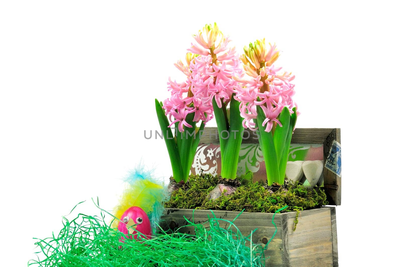 Easter hyacinths