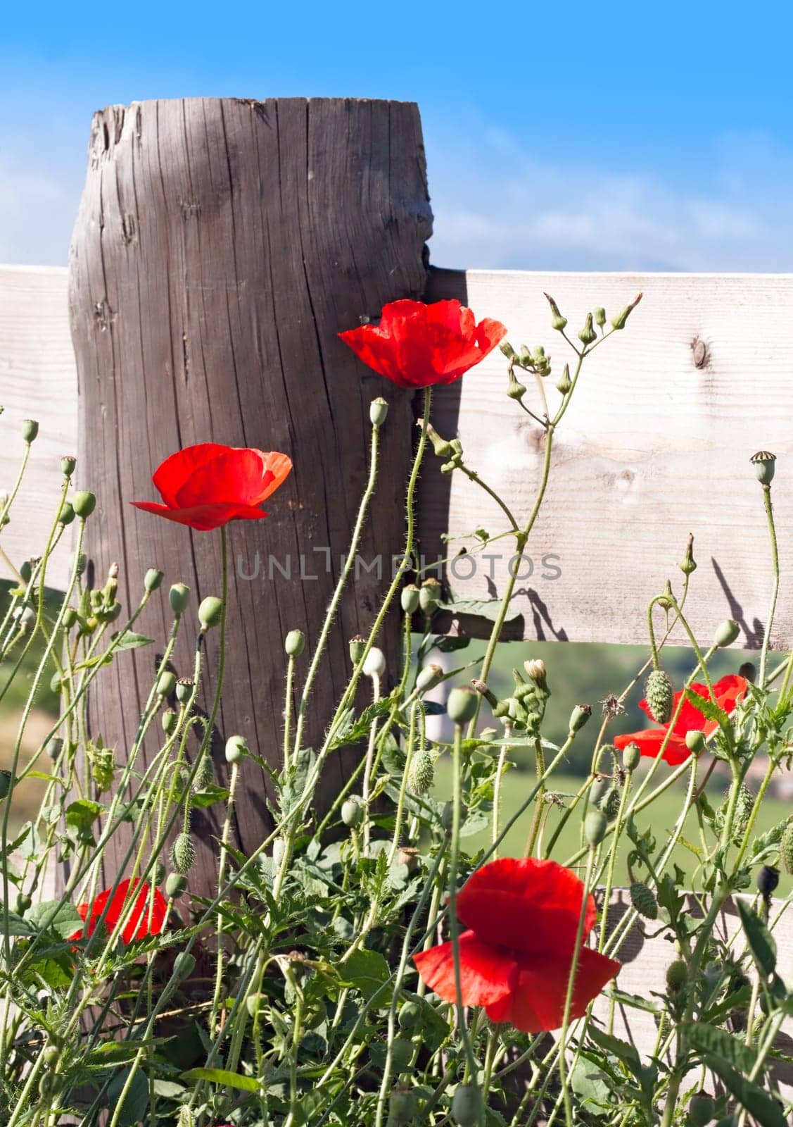 Group of poppies next to a fence. Useful as summer, or happiness concept.
