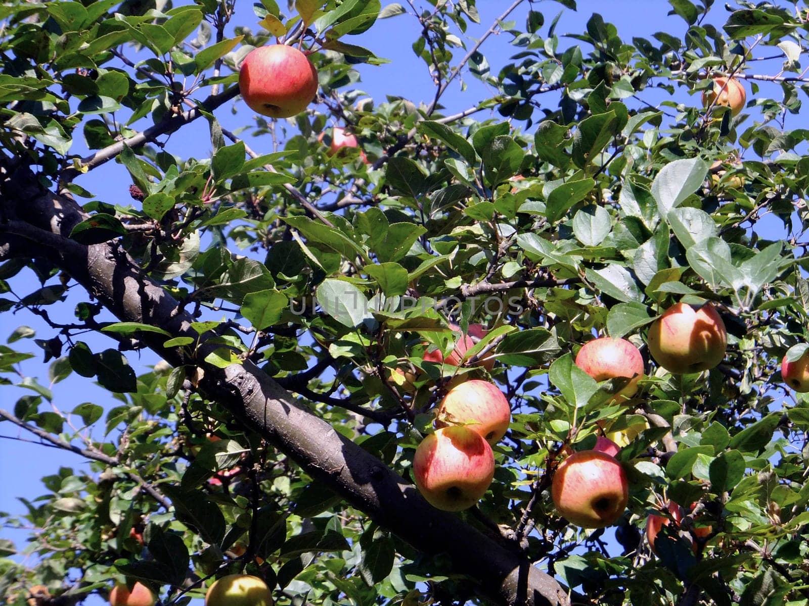 Apple tree in garden