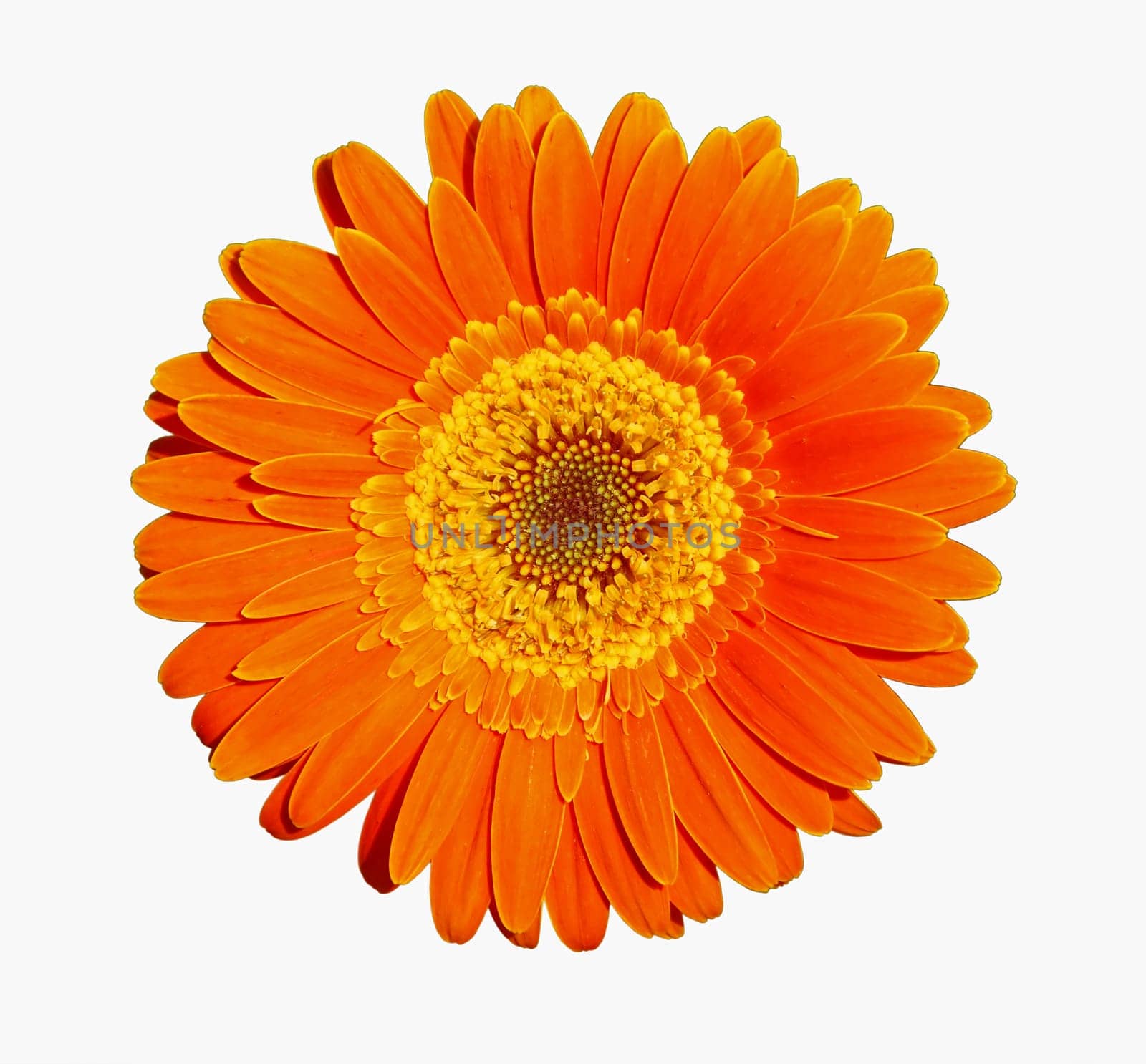 Flower of an orange gerber, isolated on white