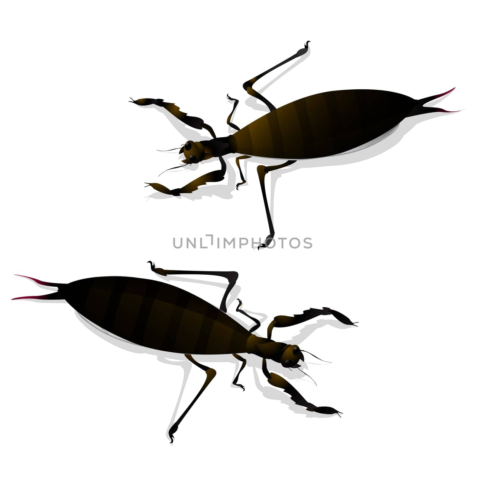 Two large insects and shadow. Isolated objects against white background.