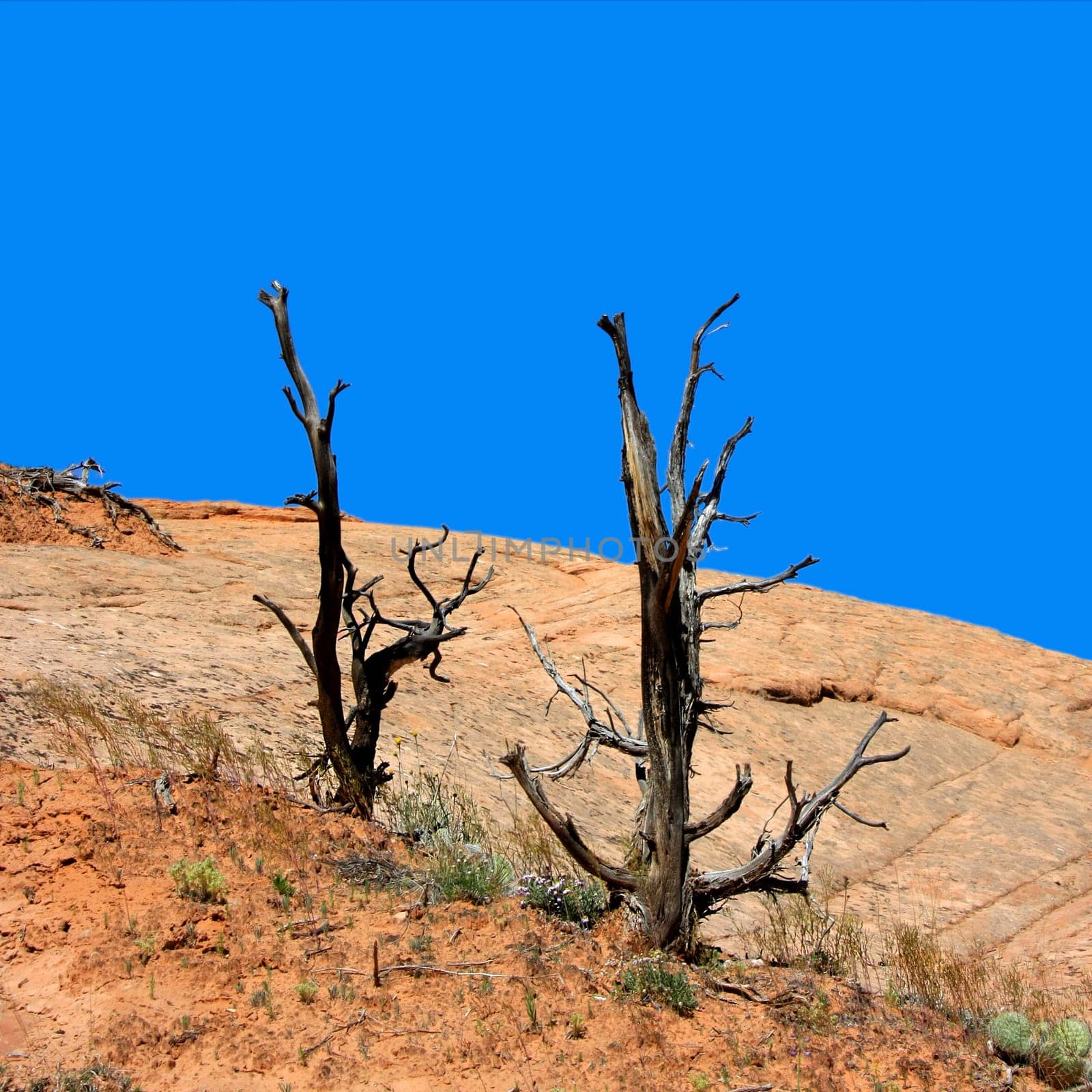Two dead trees in the desert in a square shot
