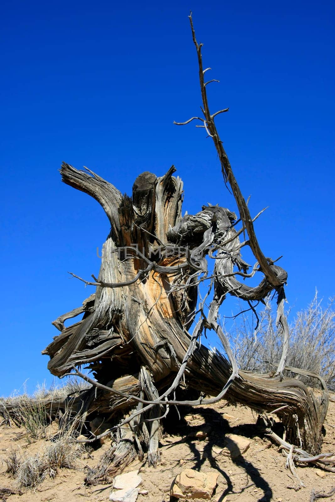 A vertical shot of a a dead juniper root over blue sky