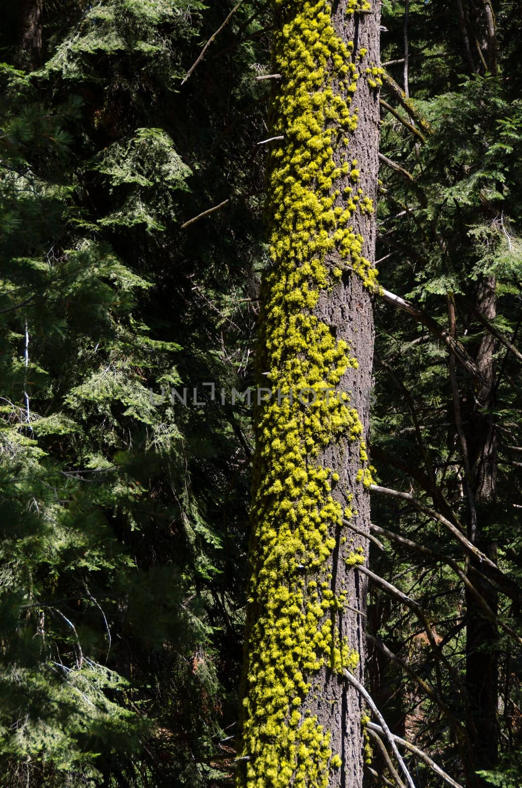 tree with moss in Sequoia National Park in California in the United States of America