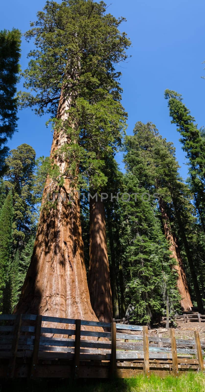 giant sequoia by dkaubo