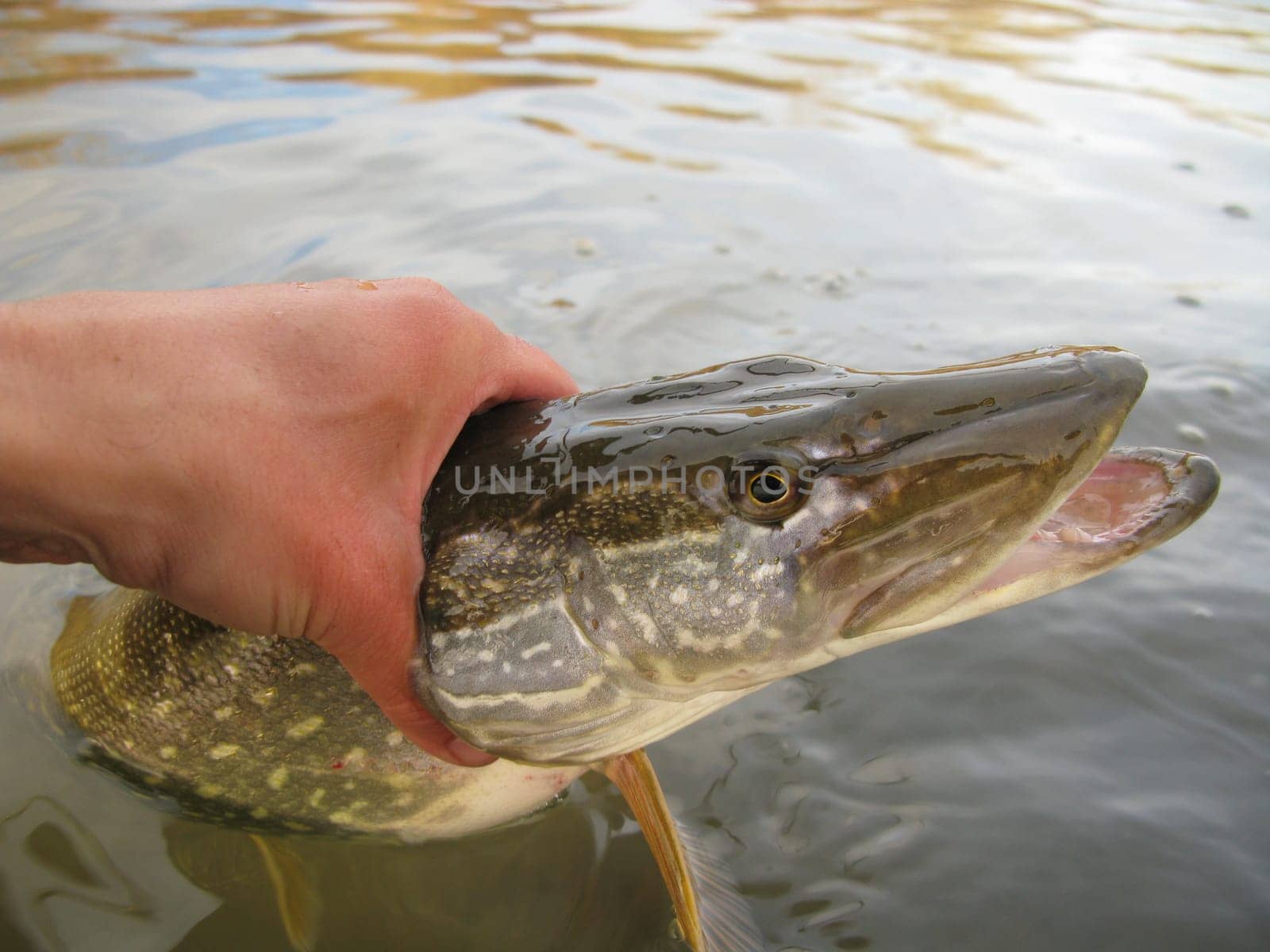Pike fishing