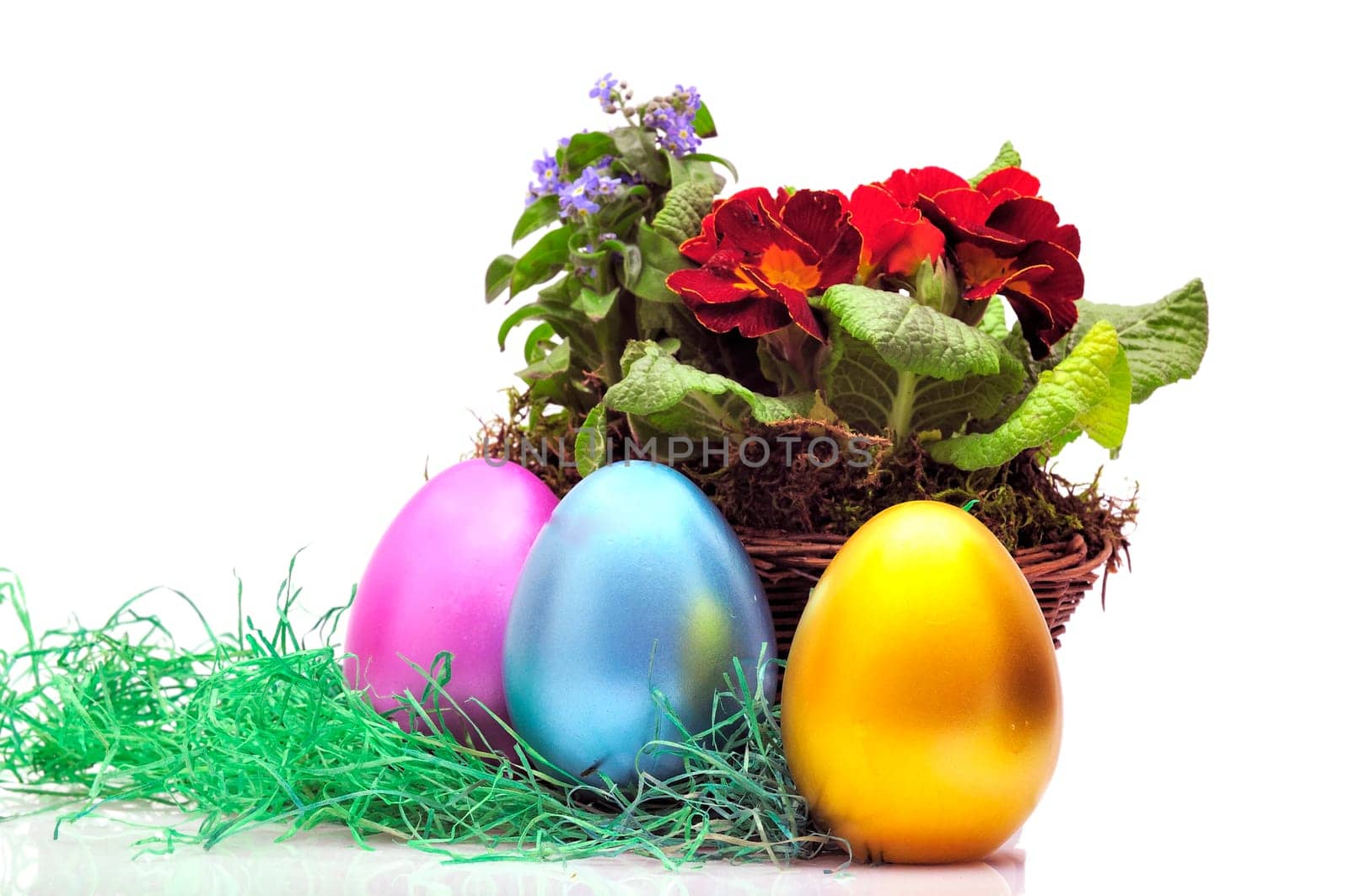 Easter primroses