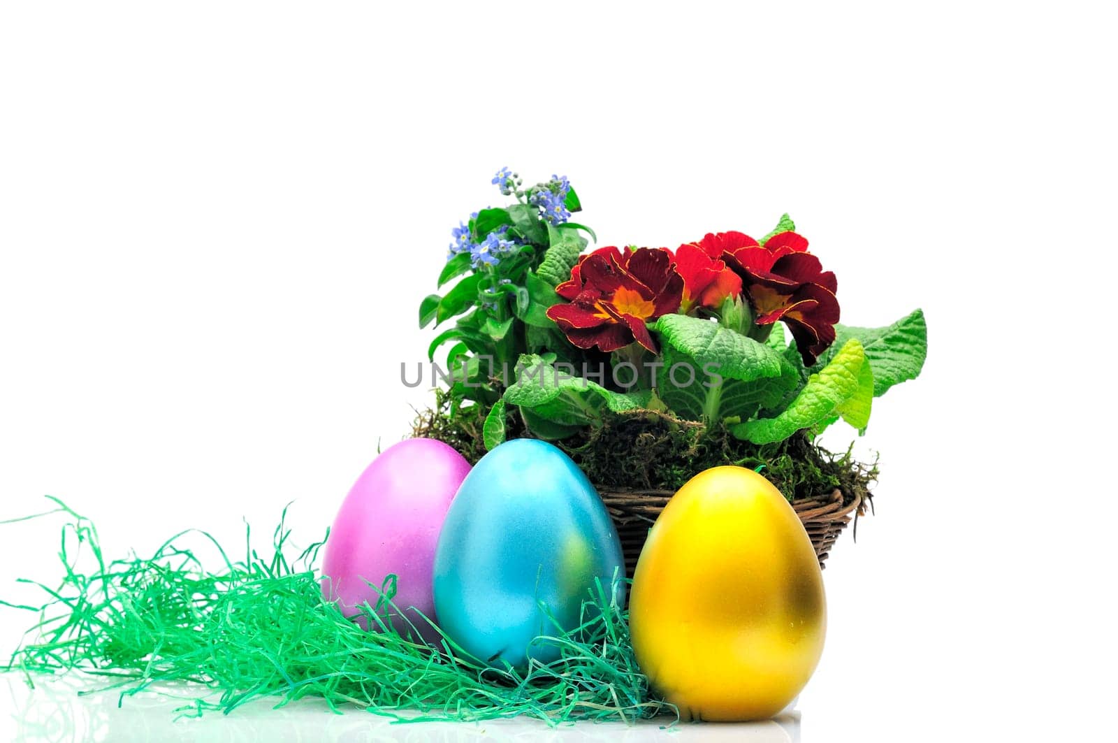 Easter primroses