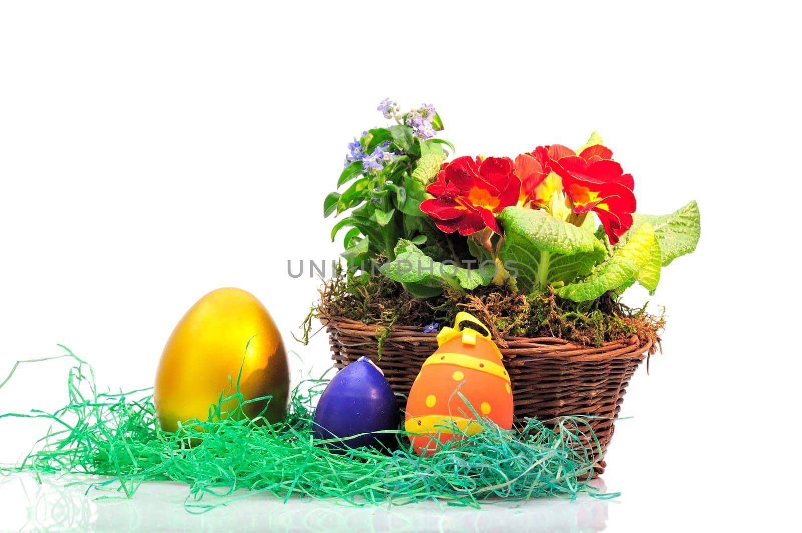 Easter primroses