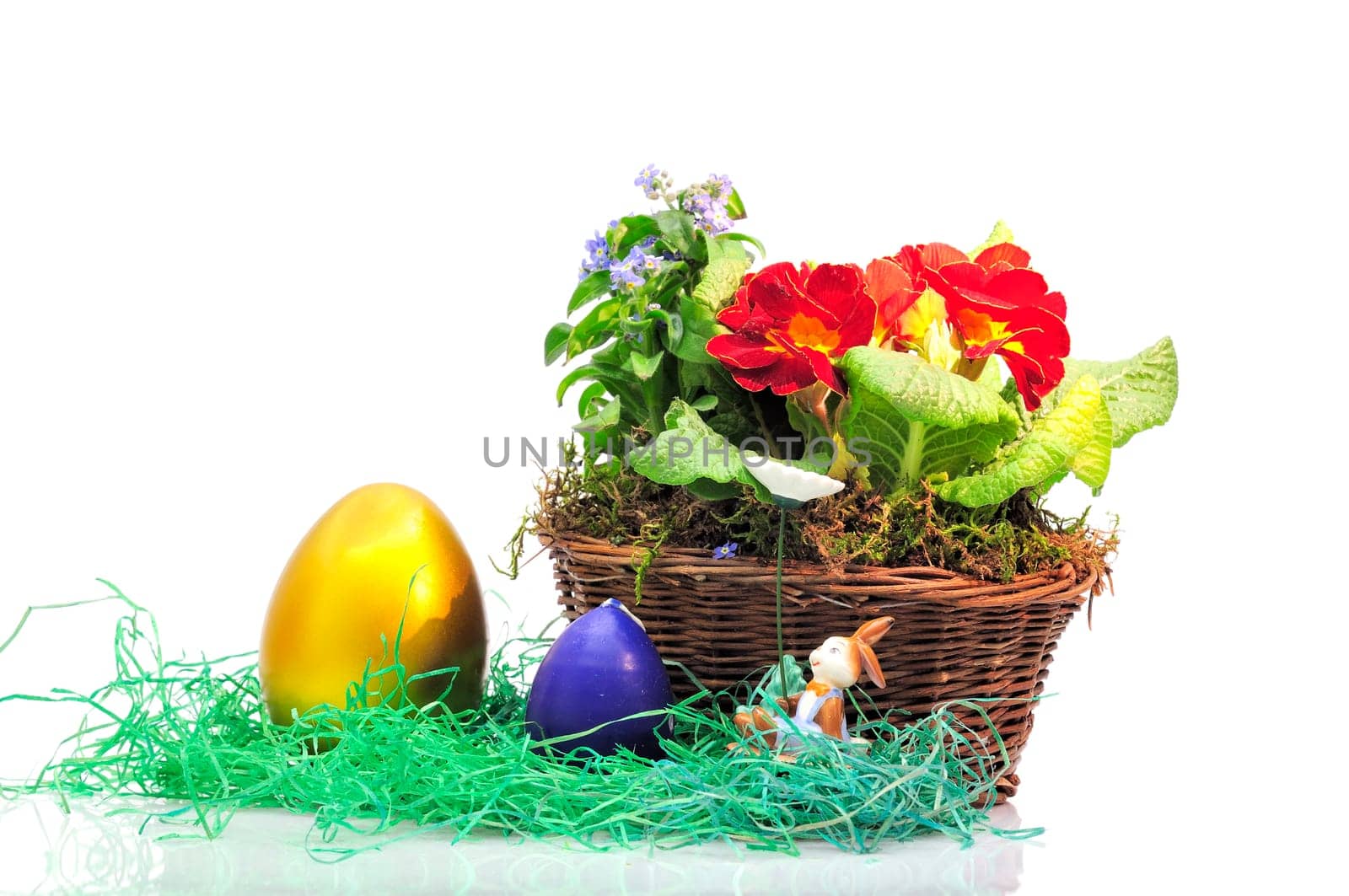 Easter primroses