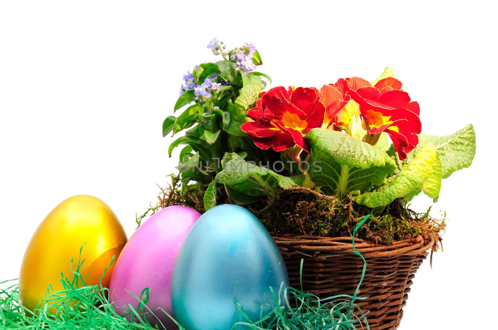 Easter primroses