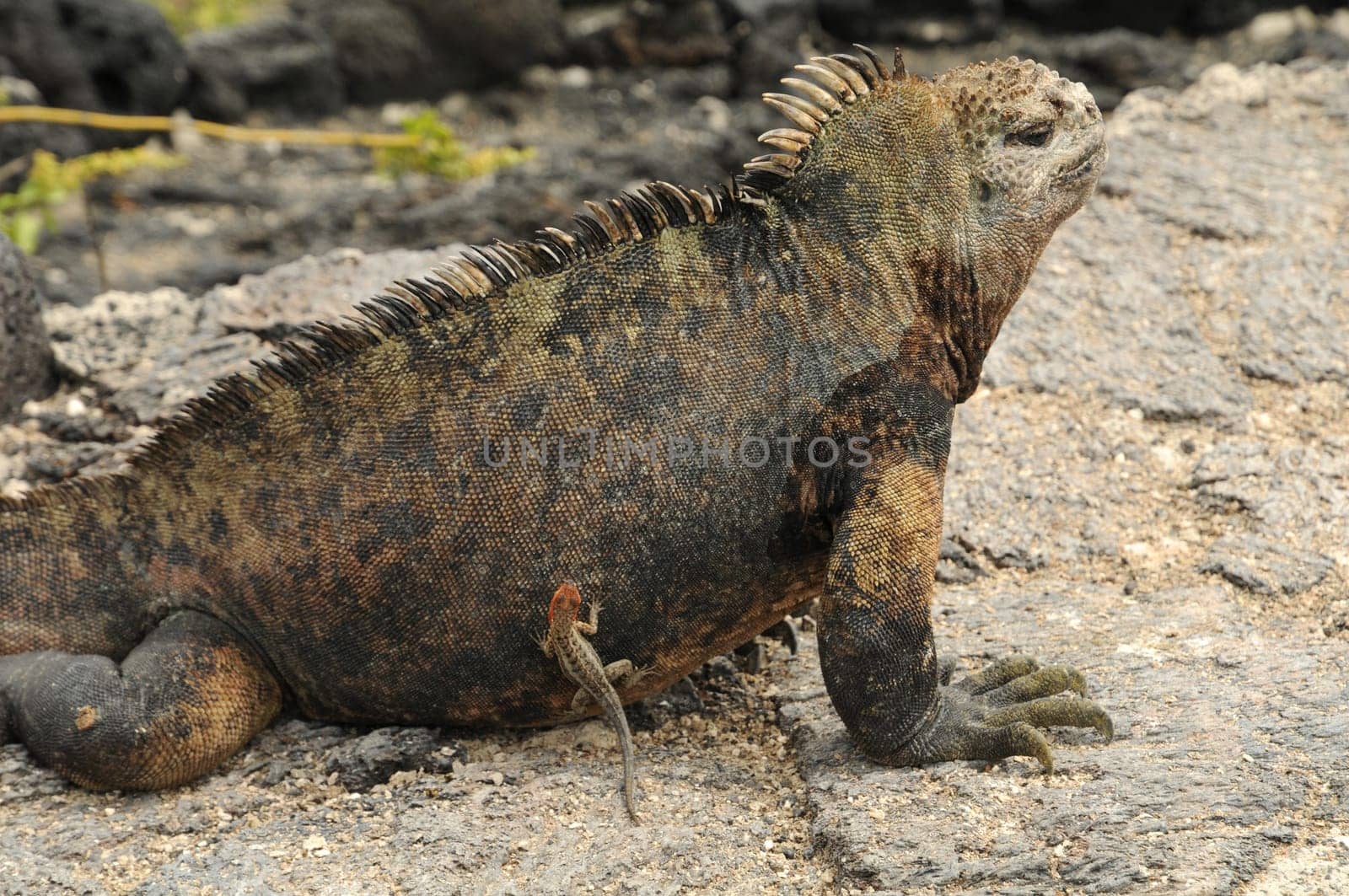 Marine iguana with lizard