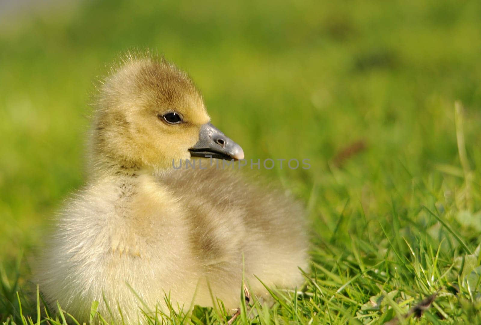 Gosling