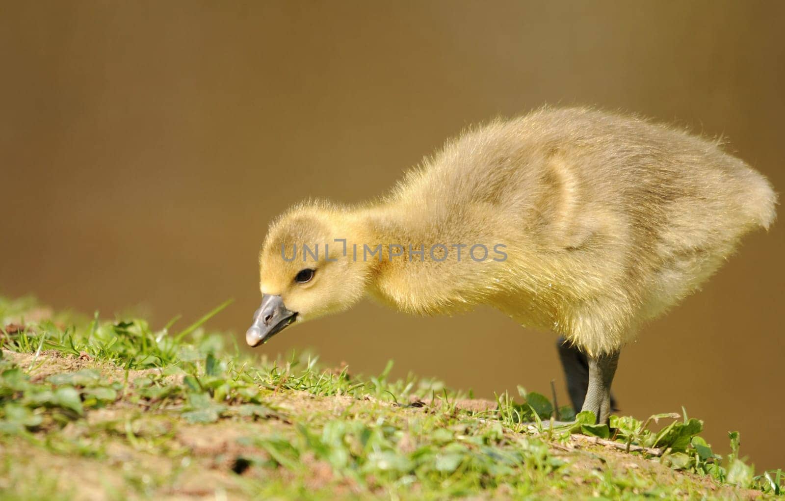 Gosling