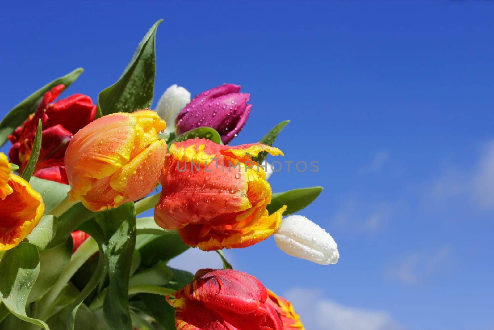 Fresh tulips with water drops against blue sky