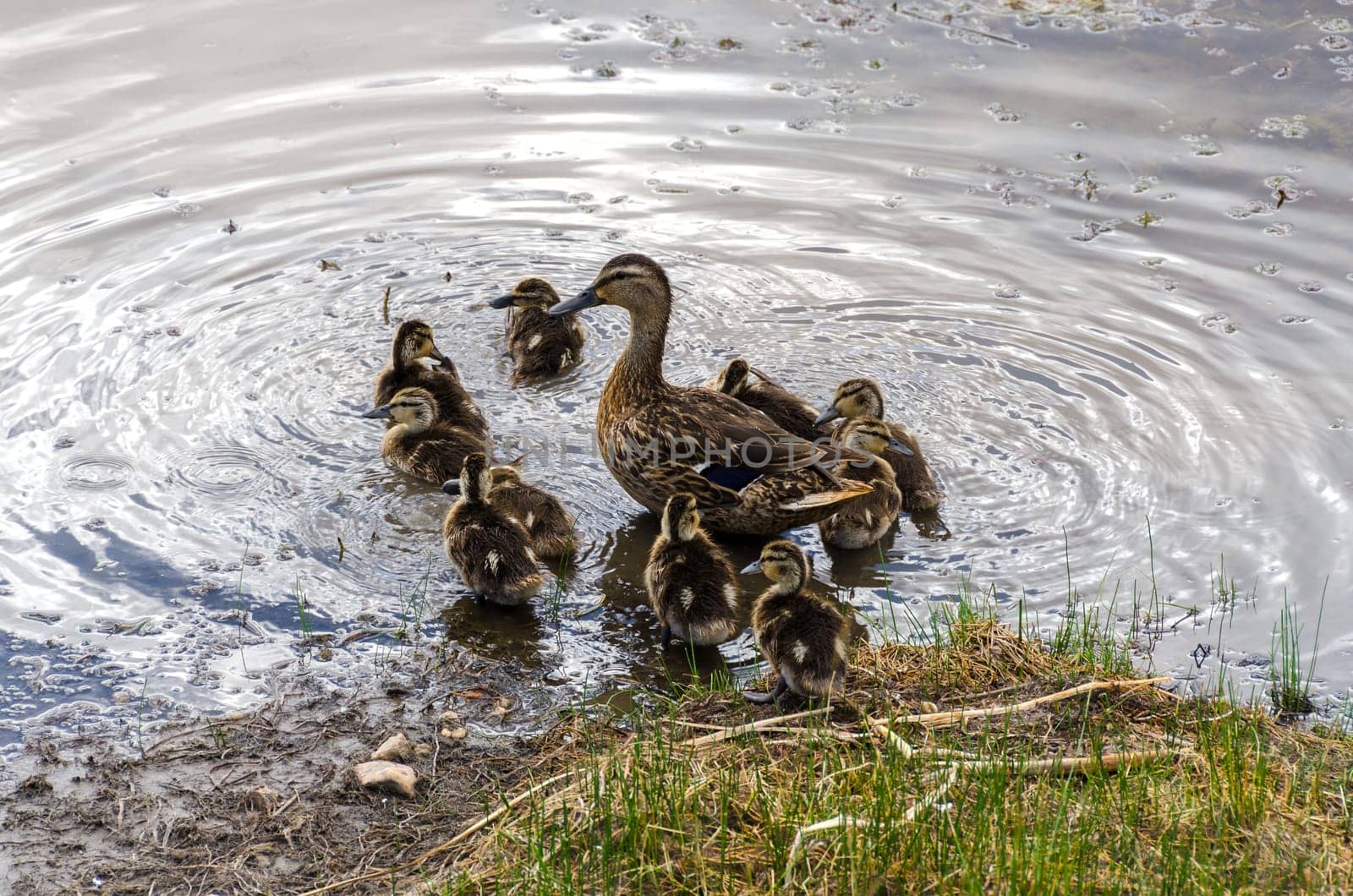 ducks family  on a lake in Bryce Canyon National Park in Utah in the United States of America