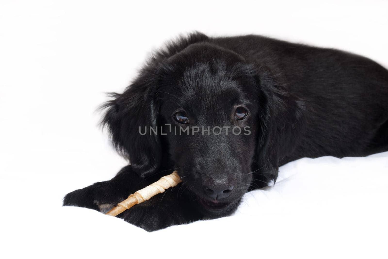 a black flatcoated retriever puppy chewing on something, isolated