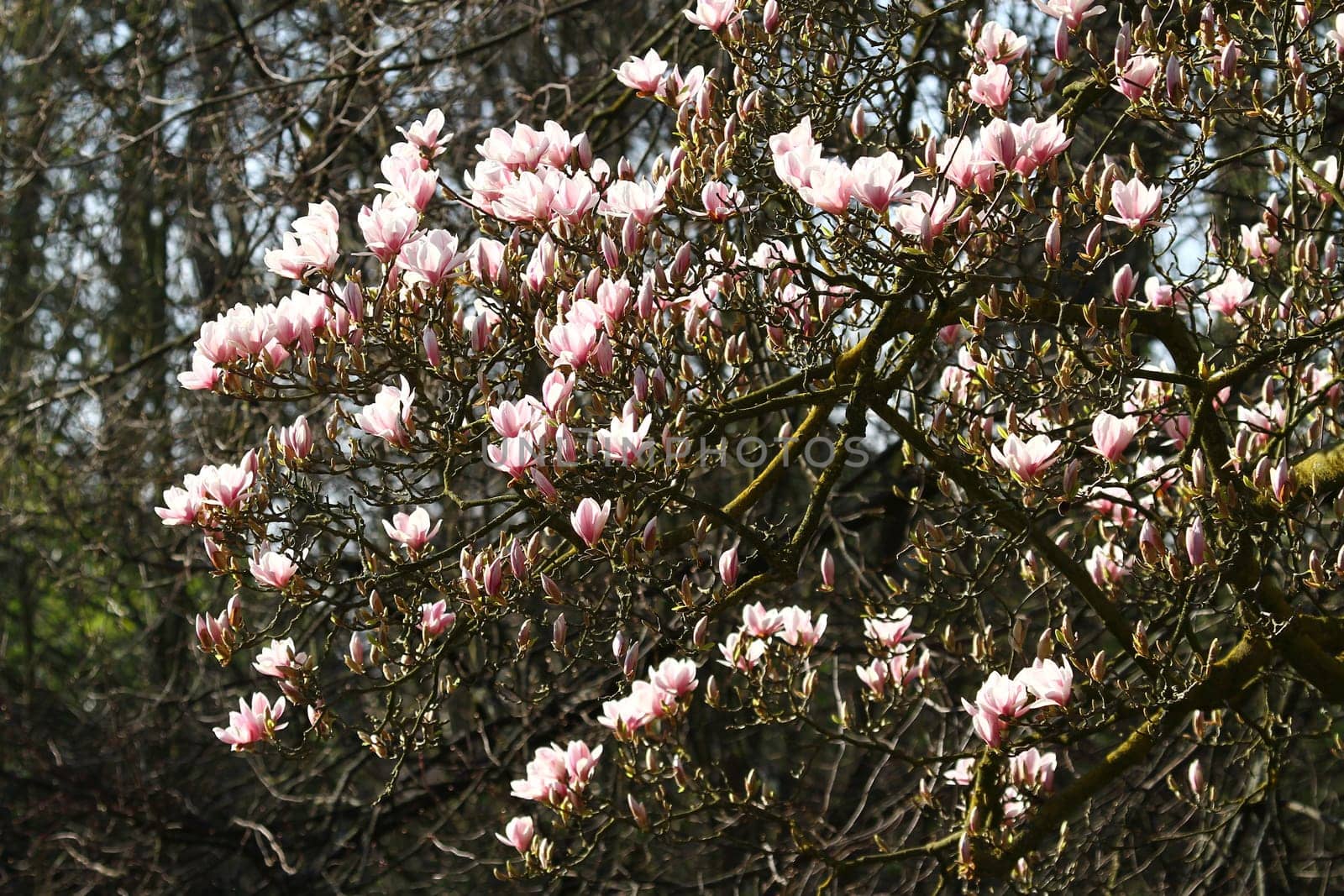Magnolia flowers